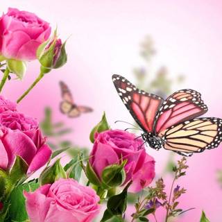 Pink butterfly wallpaper desktop