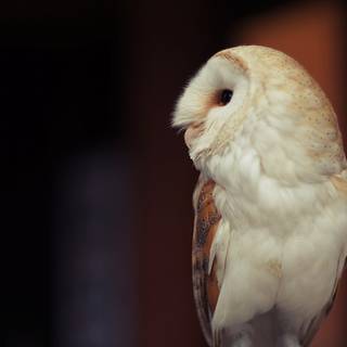 Wallpaper owl cute tumblr