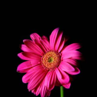 New HD pink mobile wallpaper