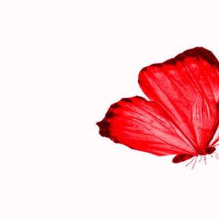 Red butterfly HD wallpaper