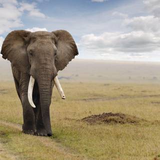 Elephants HD wallpaper