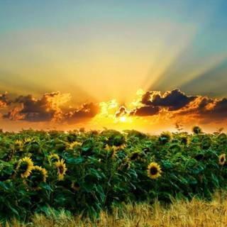 Wallpaper HD 1080p 3D android