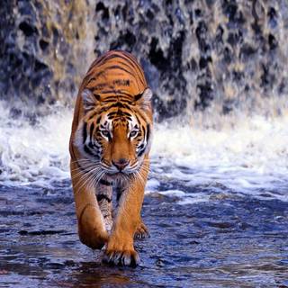 Best 3D tiger wallpaper for desktop
