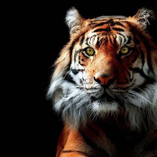 Best 3D tiger wallpaper for desktop