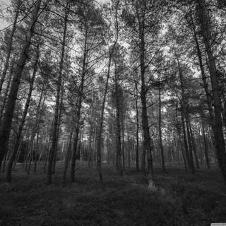 Dark forest HD mobile wallpaper