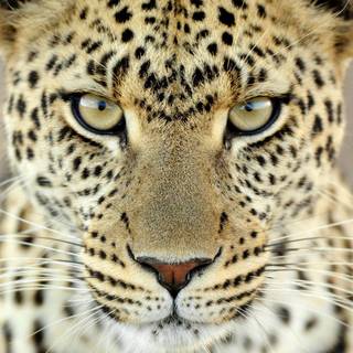 Wallpaper 3D leopard