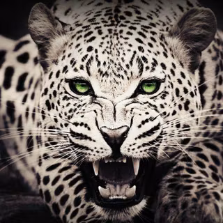 Wallpaper 3D leopard