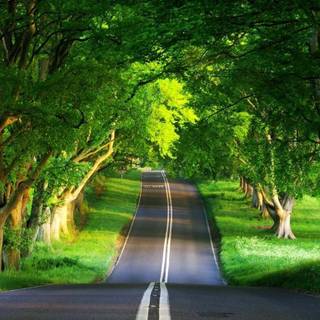 Natural computer wallpaper