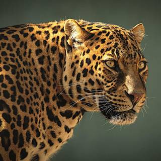 Cool leopard wallpaper