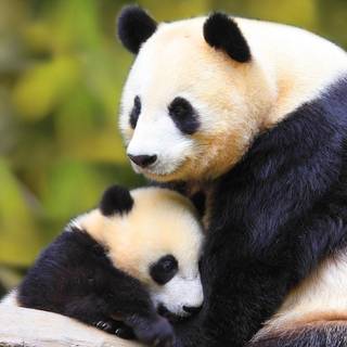 Panda friendship wallpaper