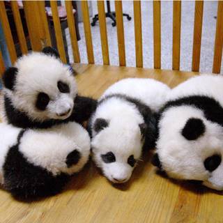 Panda friendship wallpaper
