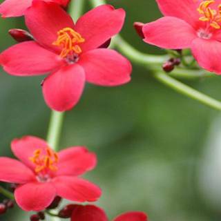 Q mobile a 34 flowers wallpaper