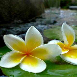 Frangipani wallpaper free