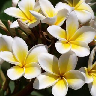 Frangipani wallpaper free