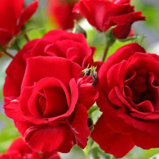 Rose folawer wallpaper dawloed