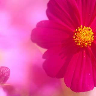 Fuchsia flower background