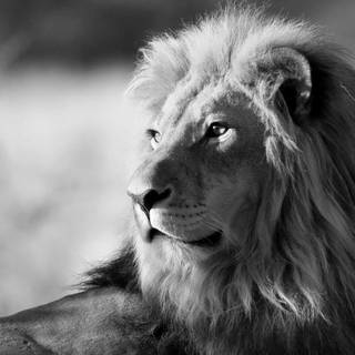 Lion wallpaper black and white