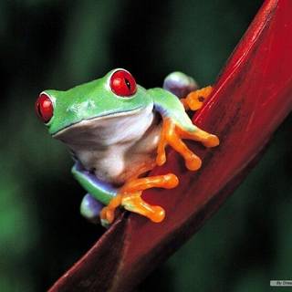 Free tree frog wallpaper