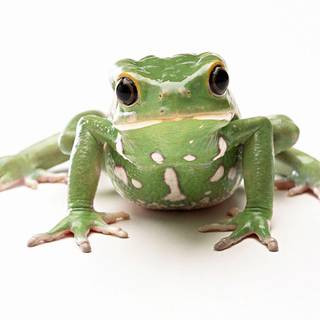 Free tree frog wallpaper