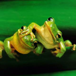 Free tree frog wallpaper