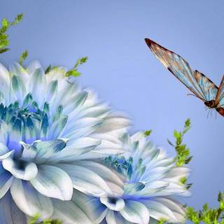 HD WALLPAPER NATURAL LOVE