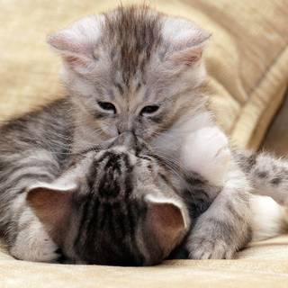 HD baby kitten wallpaper