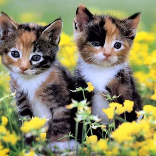HD baby kitten wallpaper