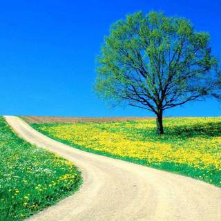 Natural sceneries wallpaper