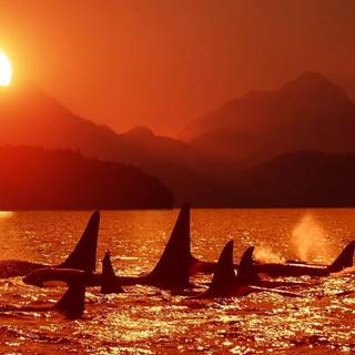 Orcas wallpaper