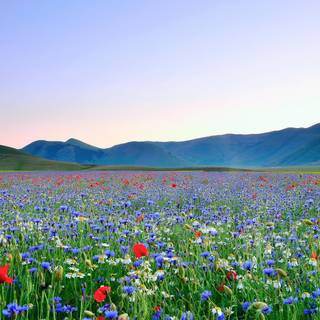 Field of flowers wallpaper