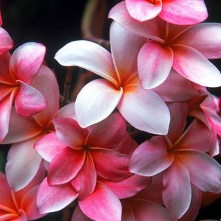 Hawaiian plumeria flower wallpaper