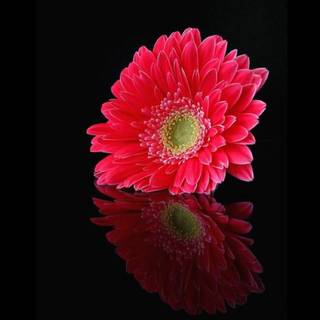 Pink daisy flower wallpaper