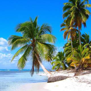 CARIBBEAN BACKGROUND FREE