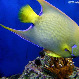 Bass fishing wallpaper myspace backgrounds