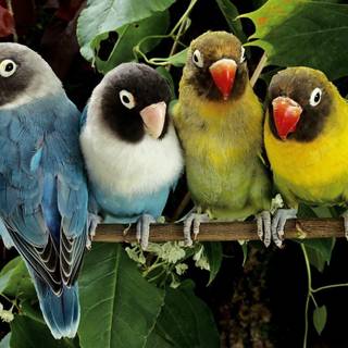 Birds love wallpaper