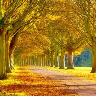 Beautiful scenery wallpaper HD