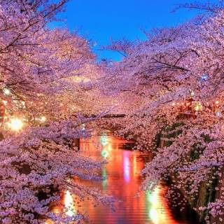 Ps3 sakura background