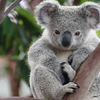 Wallpaper koala