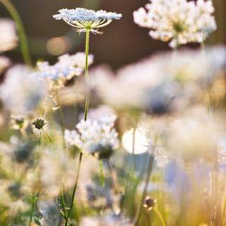 Romantic wallpaper for mobile