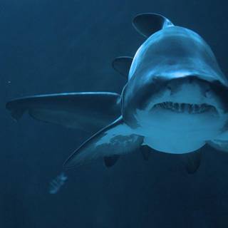 Shark HD wallpaper