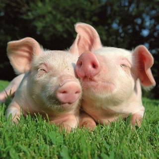Cute pigs desktop backgrounds