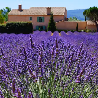 Lavender fields france wallpaper