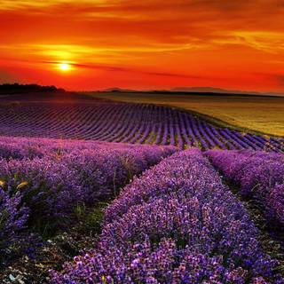 Lavender fields france wallpaper