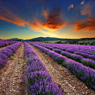 Lavender fields france wallpaper