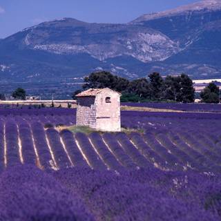 Lavender fields france wallpaper