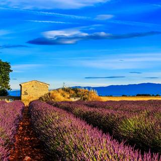 Lavender fields france wallpaper