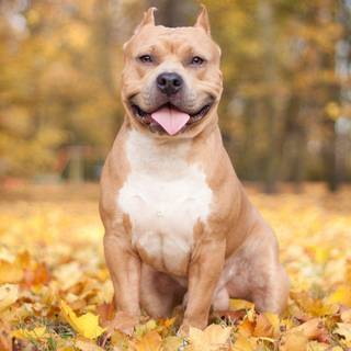 Perros pitbull wallpaper