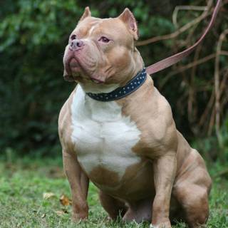 Perros pitbull wallpaper