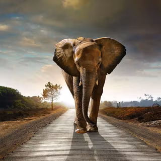 Elephant backgrounds