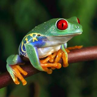 High def tree frog backgrounds